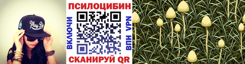 Псилоцибиновые грибы Psilocybe  Заволжье 